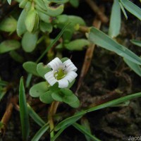 Bacopa monnieri (L.) Wettst.